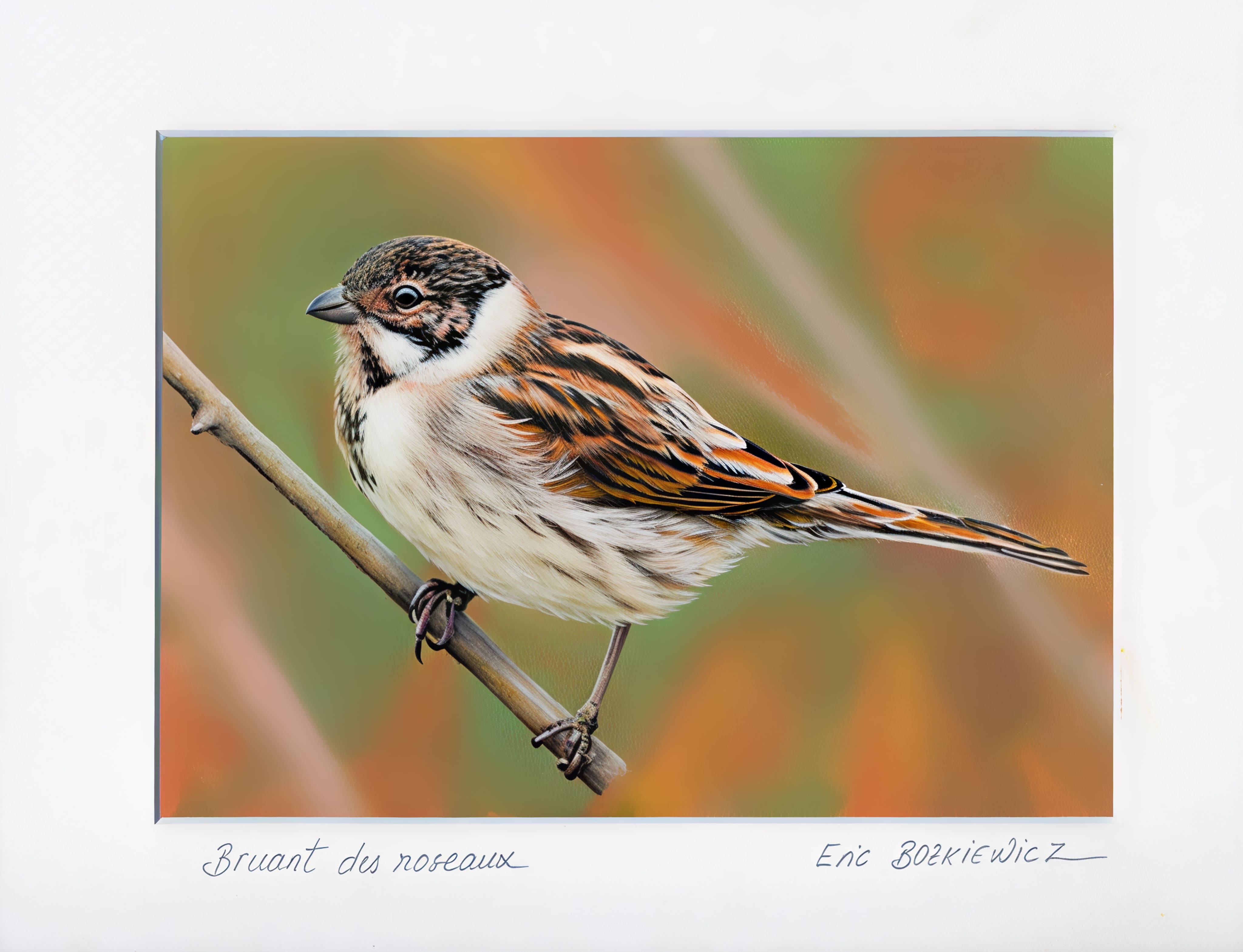 Bruant des roseaux