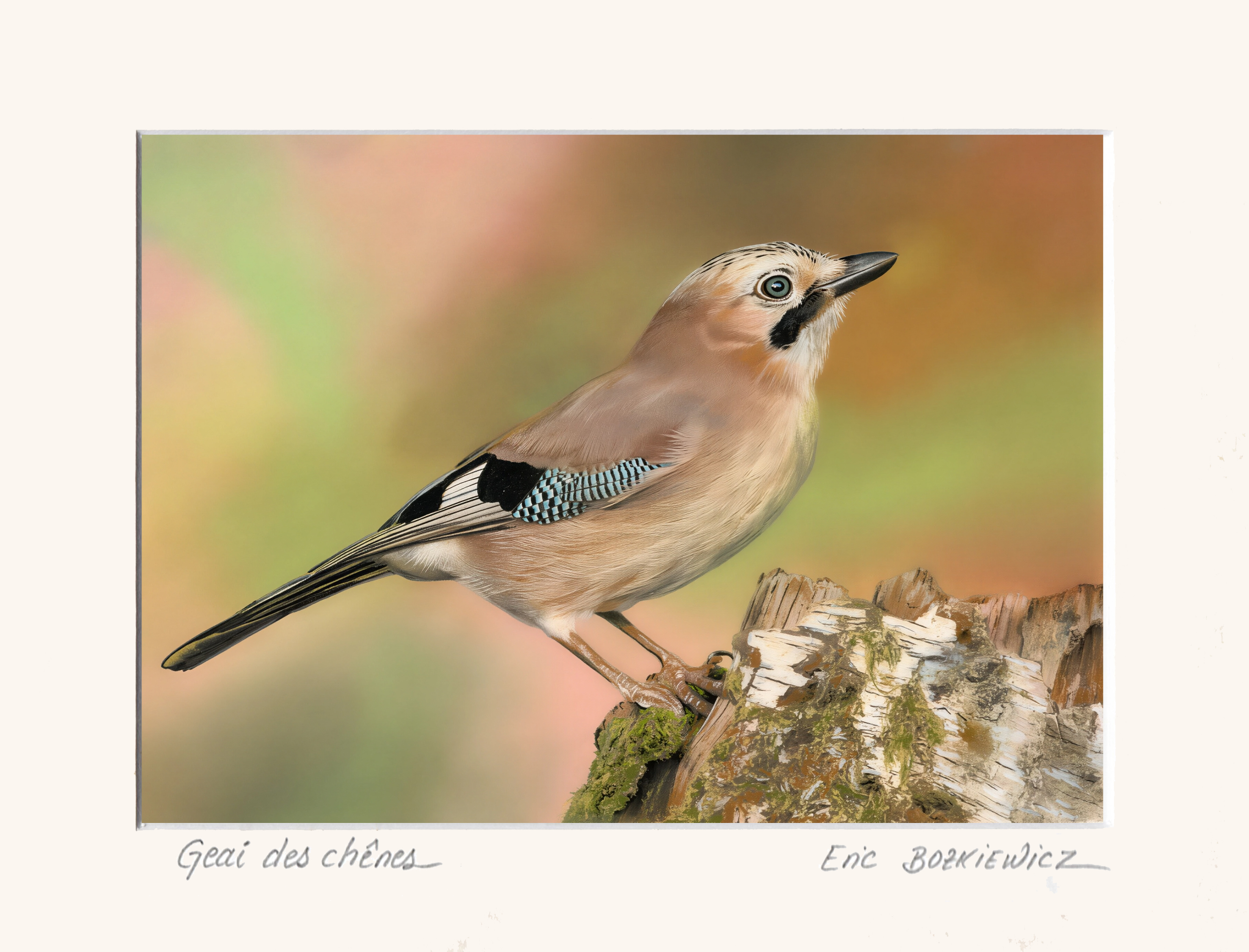 Geai des chênes