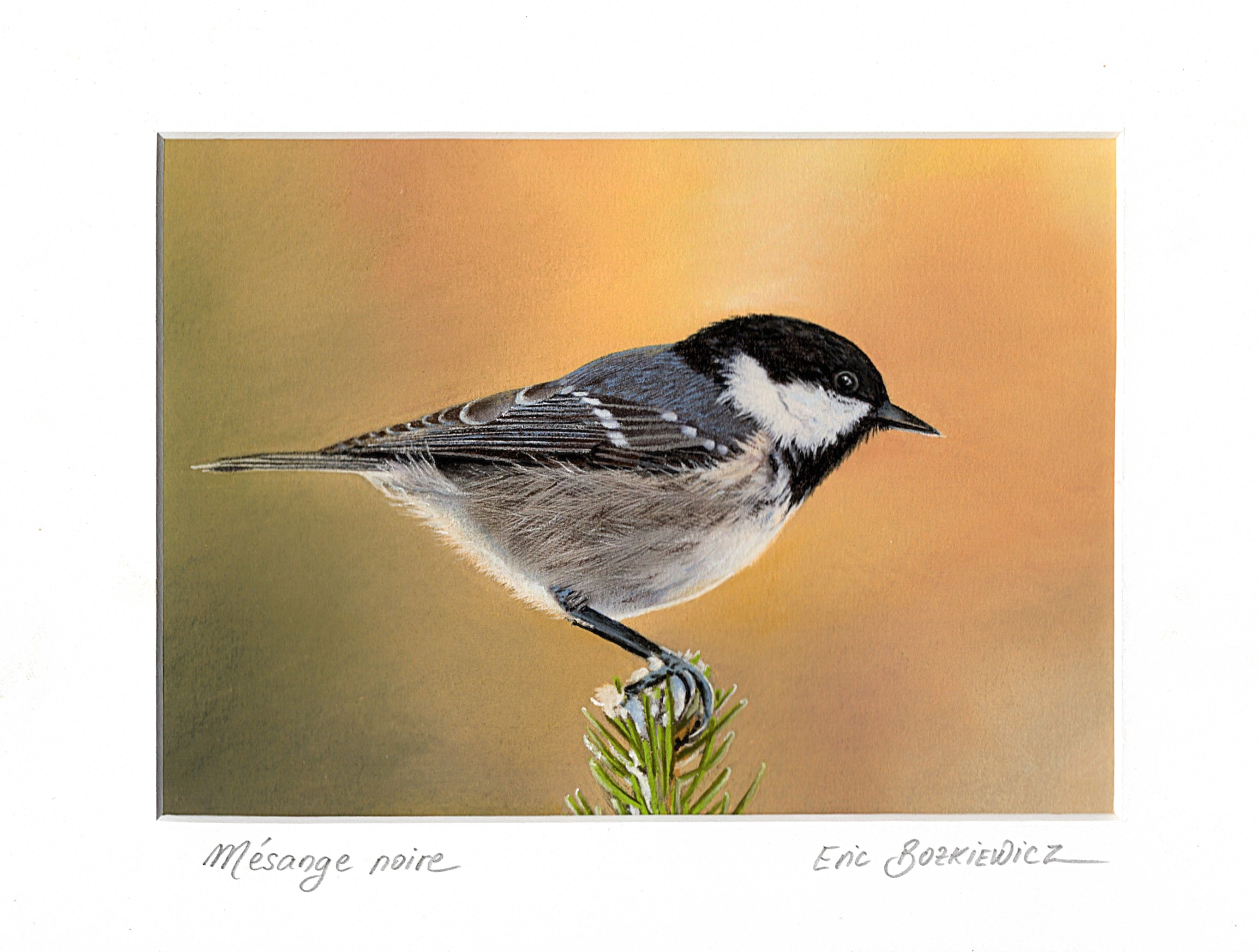 Mésange noire