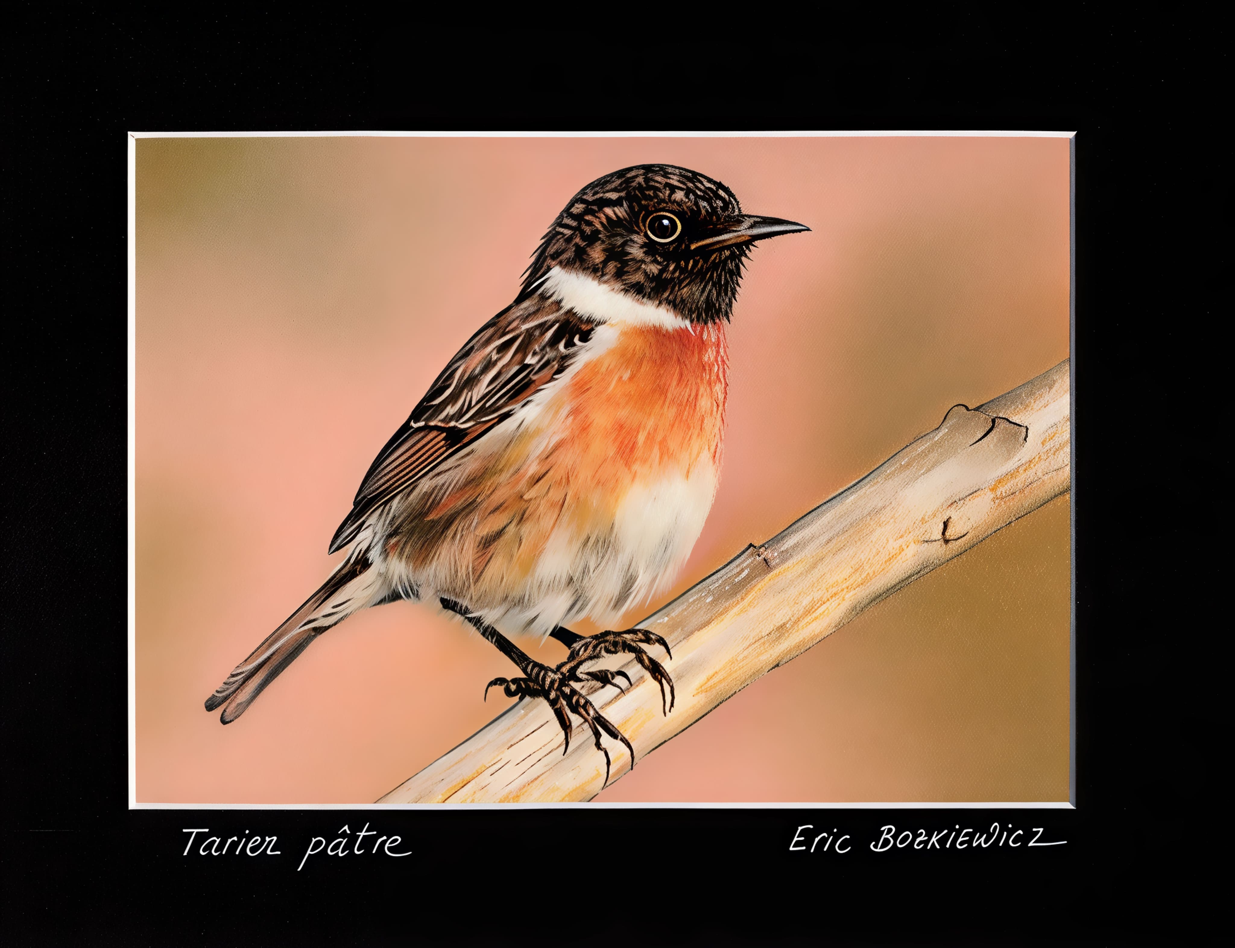 Tarier pâtre